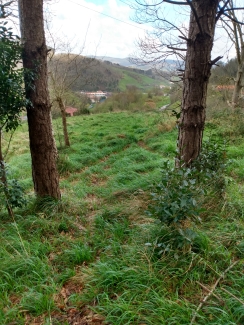 basoa
