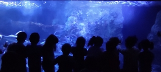 aquarium1